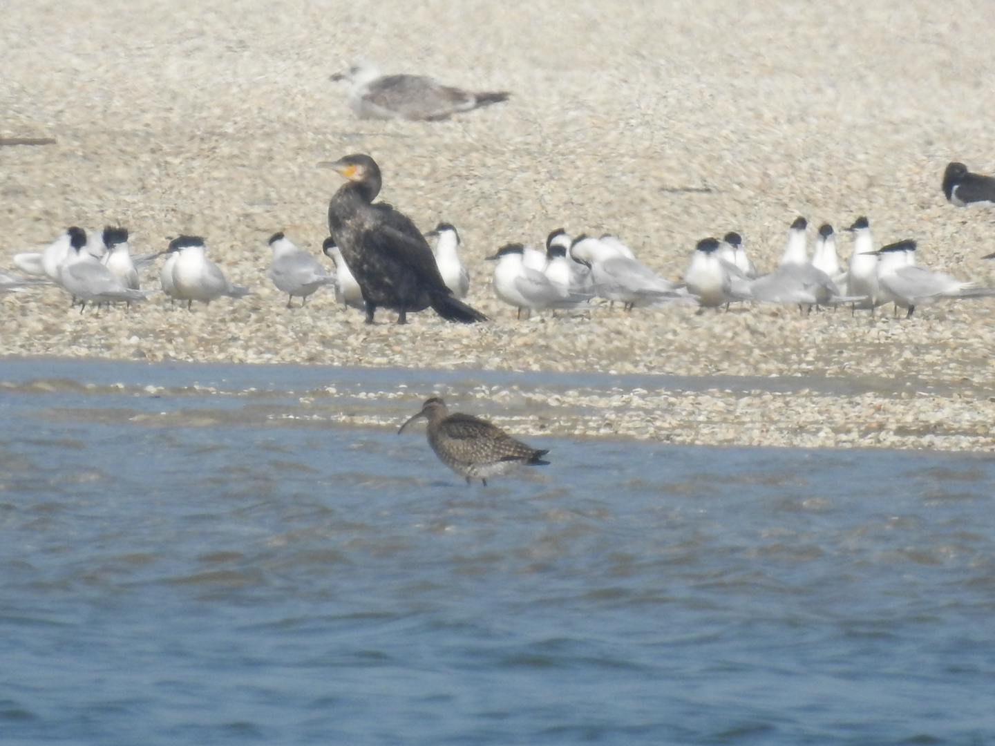 Is dit een regenwulp?